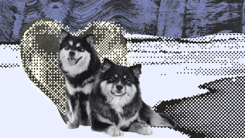 Volume & Vogue: Breeds Defining Fluffy Dog Culture