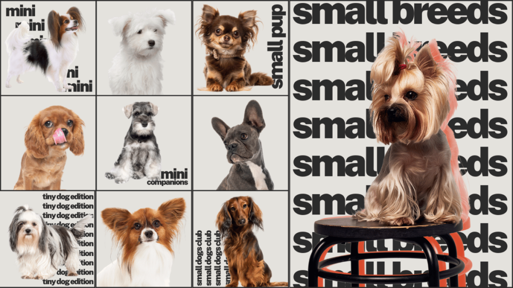 Mini Pups: Small Dog Breeds That Make Great Little Companions